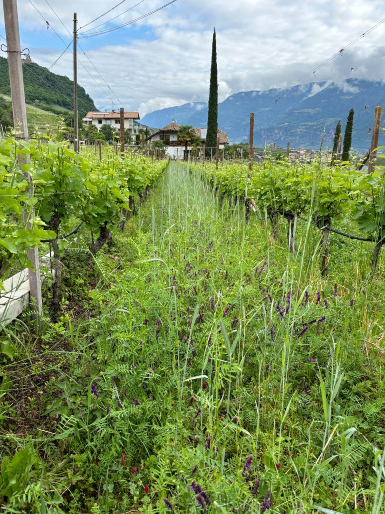 Gfillhof Ferienwohnung 3 Appiano Sulla Strada Del Vino Exterior foto